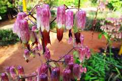 Bryophyllum pinnatum